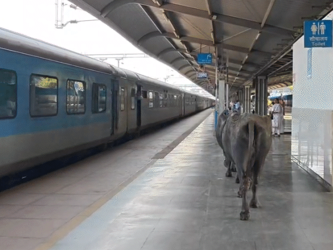 Rani Kamlapati Railway Station: प्लेटफॉर्म पर घूमती भैंसें और फैला गोबर, वर्ल्ड क्लास स्टेशन की बदहाली