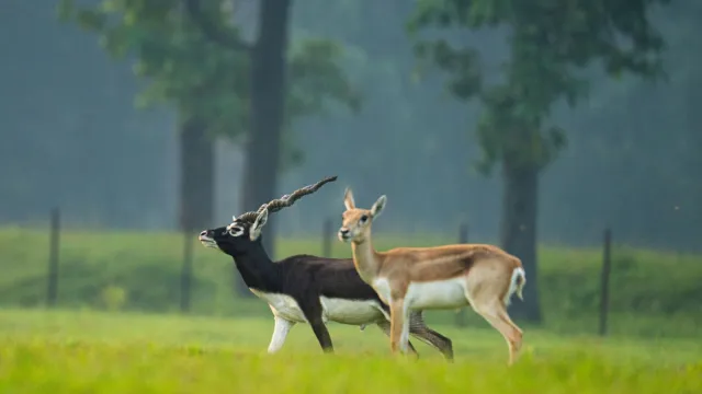 Blackbucks in Chhattisgarh: 50 साल बाद छत्तीसगढ़ में लौट रहे काले हिरण, मन की बात में PM मोदी ने की थी तारीफ