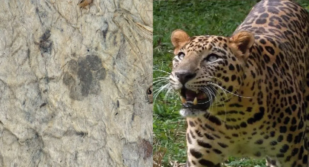 Dhamtari Leopard Attack: अब तक 14 लोगों पर हमला, एक गर्भवती महिला की मौत भी.. छत्तीसगढ़ के इस इलाके में जारी है आदमखोर तेंदुए का आतंक..