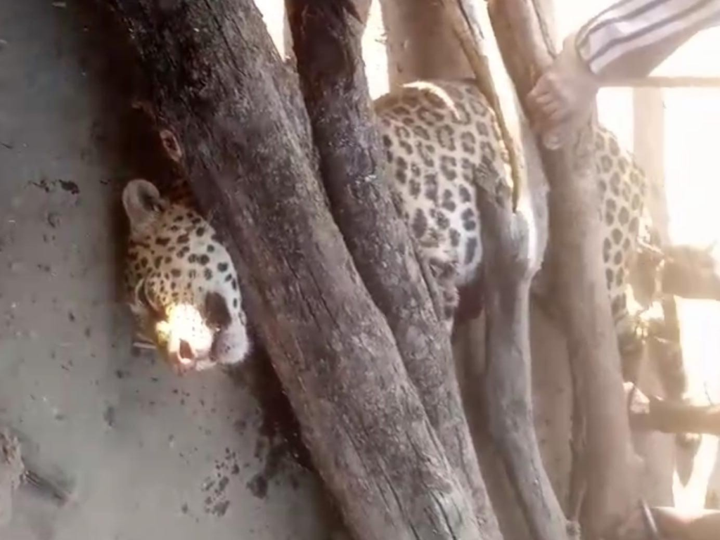 Dhamtari Leopard Attack: 4 साल की बेटी को बचाने तेंदुए से भिड़ा पिता, 8 मिनट तक चला मौत का खेल