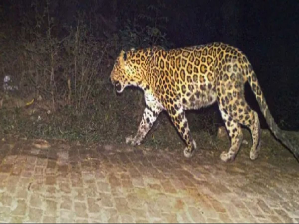 Dongargarh Leopard News: डोंगरगढ़ के ढारा में रात को दिखा तेंदुआ, ग्रामीणों में दहशत; निगरानी बढ़ाने की मांग