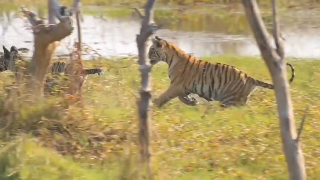 Indravati National Park Wildlife Poaching: बस्तर में नक्सलियों की हलचल कम होते ही, बेखौफ बने शिकारी